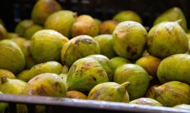 #COLONIACAROYA : Final de la cosecha de Higo