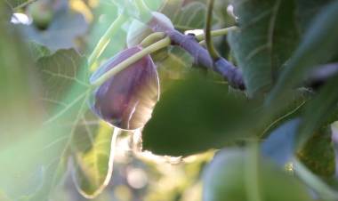 #COLONIACAROYA - Convenio con la UNC para mejorar la producción frutícola