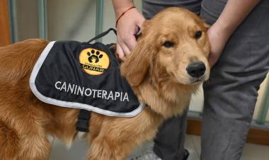 #LEGISLATURA - Buscan que perros guías y de contención emocional puedan ingresar a lugares de acceso público