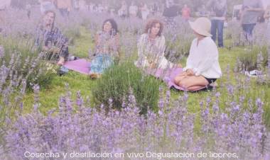 #VILLAGRALBELGRANO - celebra la 5ª edición de la Fiesta de la Cosecha de la Lavanda