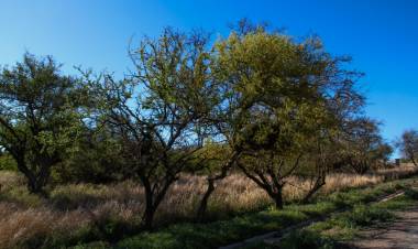 #SINSACATE - Día de la Tierra: Sinsacate regula la protección del arbolado nativo en propiedades privadas