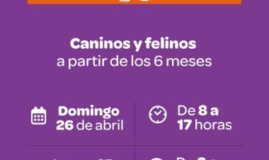 #JESUSMARIA -  realizará jornadas masivas de castración para perros y gatos