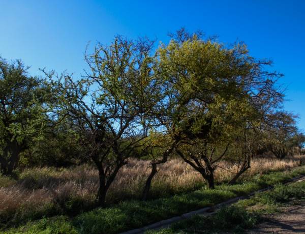 #SINSACATE - Día de la Tierra: Sinsacate regula la protección del arbolado nativo en propiedades privadas