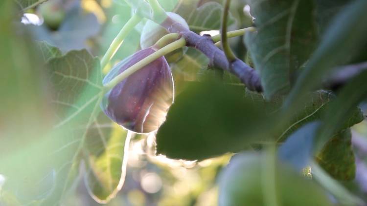 #COLONIACAROYA - Convenio con la UNC para mejorar la producción frutícola