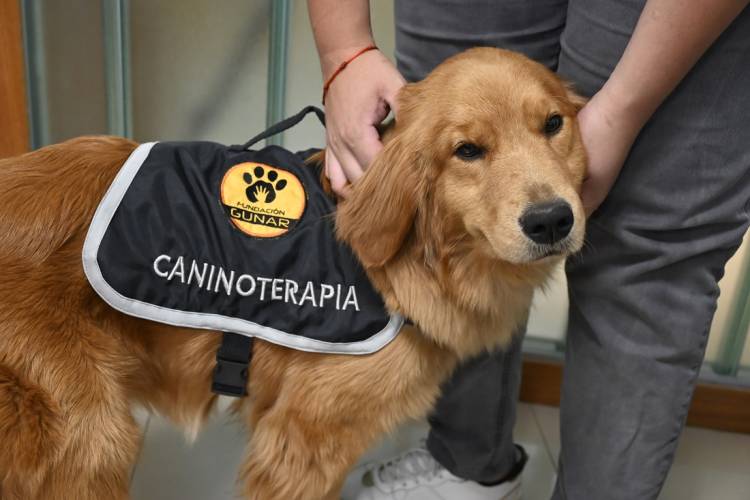 #LEGISLATURA - Buscan que perros guías y de contención emocional puedan ingresar a lugares de acceso público